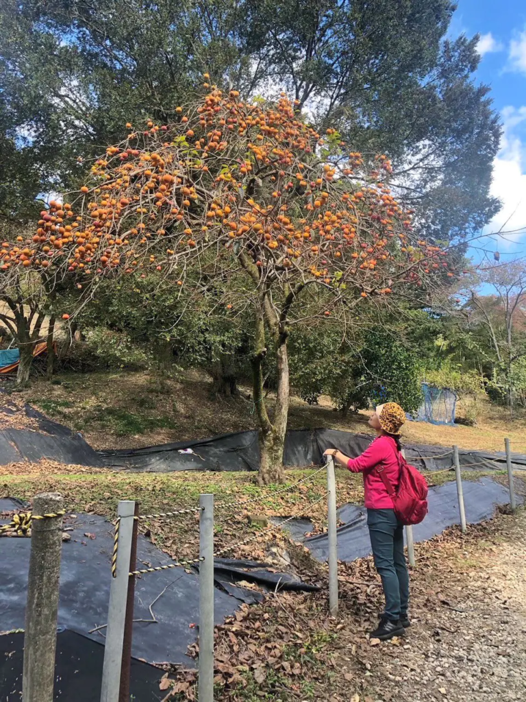 日本大阪京都自由行植物迷媽媽